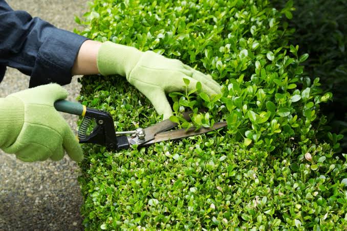 Mantenimiento de zonas verdes
