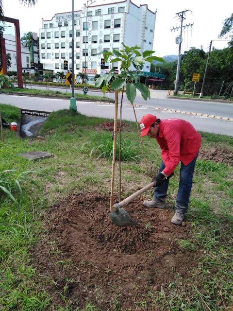 Recuperación de zona verde